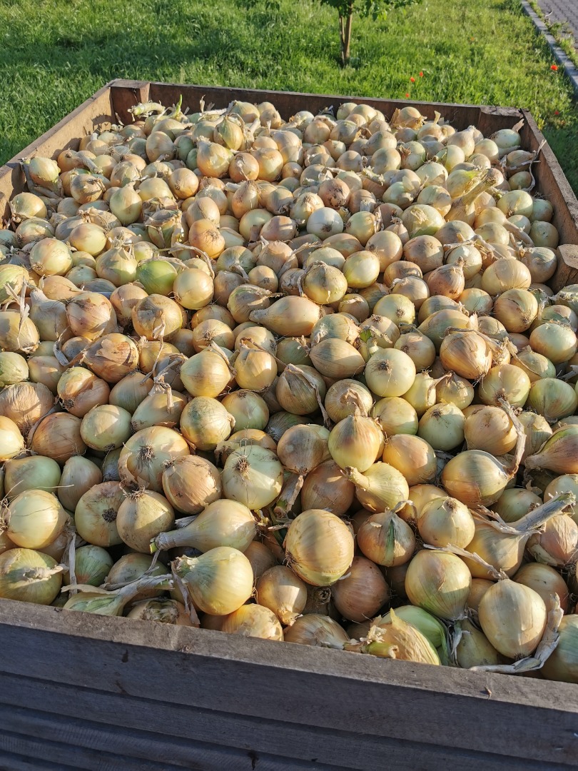 Sprzedam cebulę Sortowana 5-7, 5-8, 7+ Polski towar, z ładną łuską Pakowana w worki 5kg,10kg,15kg lub bigbag