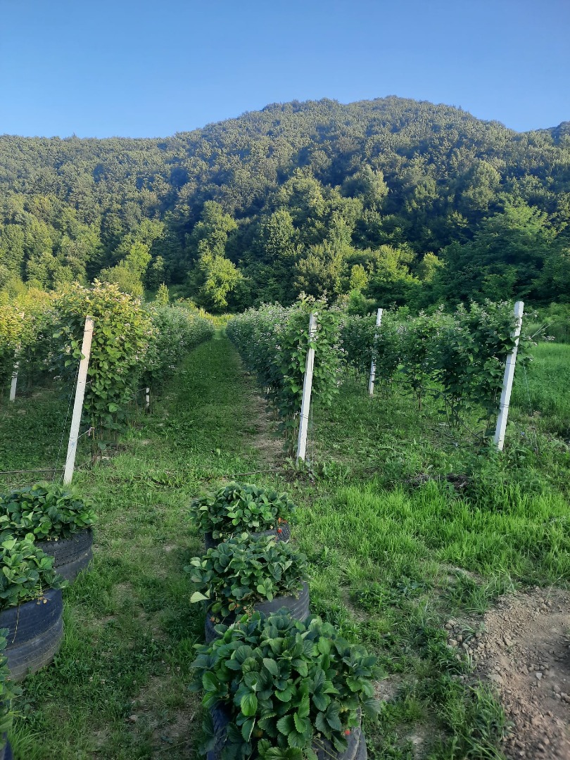 Sprzedam jeżyny Chester - ekologiczne - (bez stosowania środków pielęgnacyjnych - poza obornikiem i wodą), zbiór od 15 lipca, maksymalnie 100 kg/dzień, w