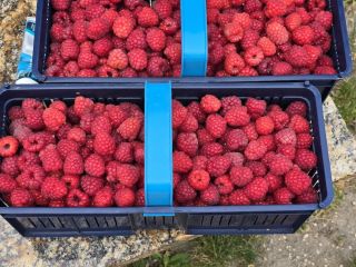 Sprzedam maliny • Odmiana: Przehyba, Glen • Opakowania: 500g