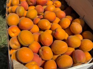 SRL Ciumașu Fruits Trade ma na sprzedaż morele odmiany