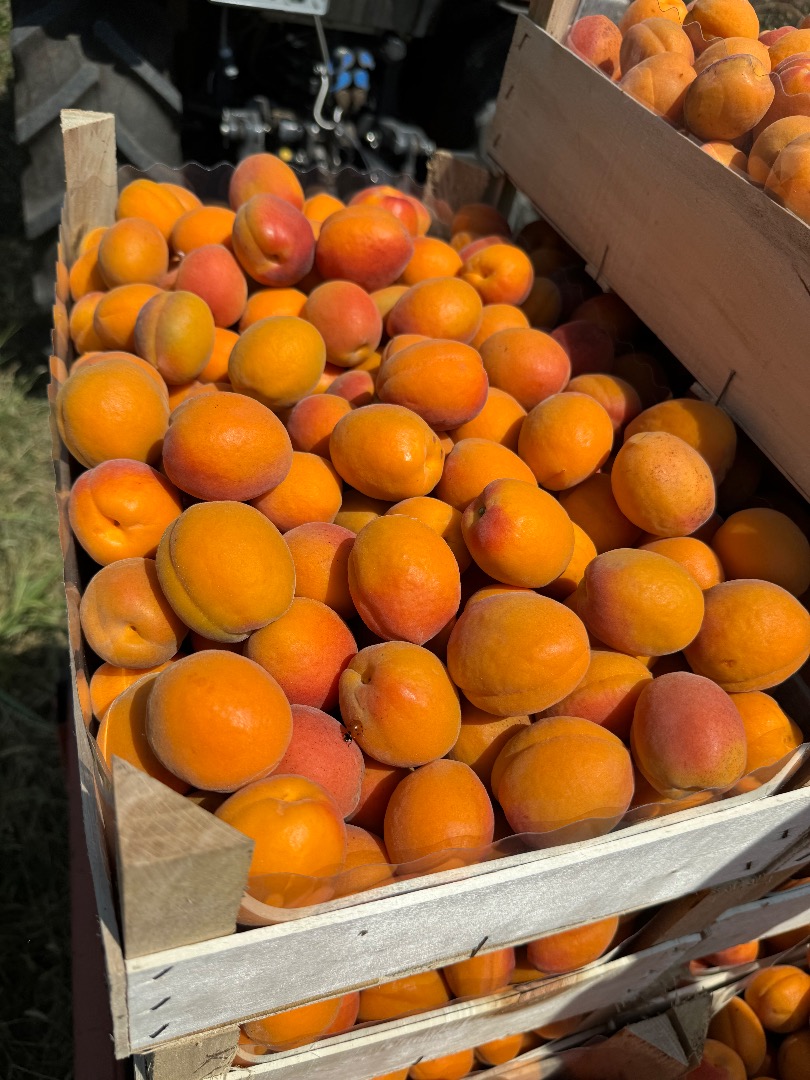 SRL Ciumașu Fruits Trade ma na sprzedaż morele odmiany Kioto, ananasy w dużych ilościach