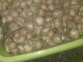 Sprzedam mała cebulkę idealna do marynowania