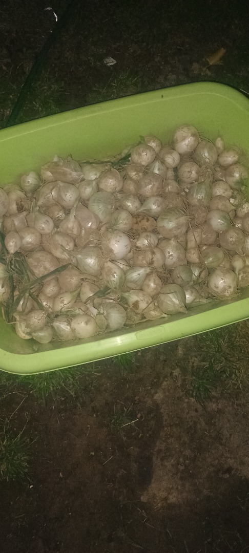 Sprzedam mała cebulkę idealna do marynowania