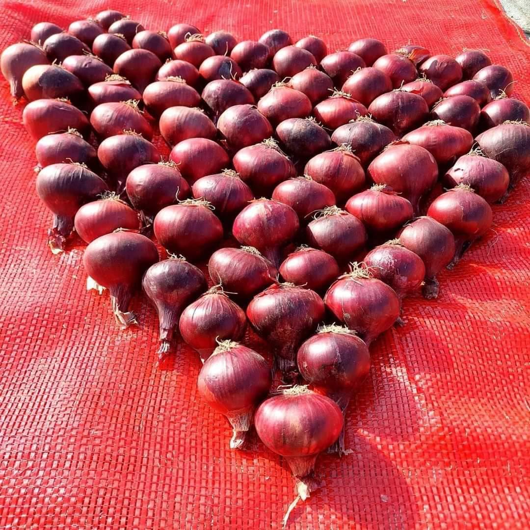 MS dla eksportu i dostaw ogólnych Specyfikacja produktu – Świeża cebula Nazwa produktu: Świeża cebula Odmiany: Czerwona cebula / Żółta cebula Rozmiar: Mała: 40