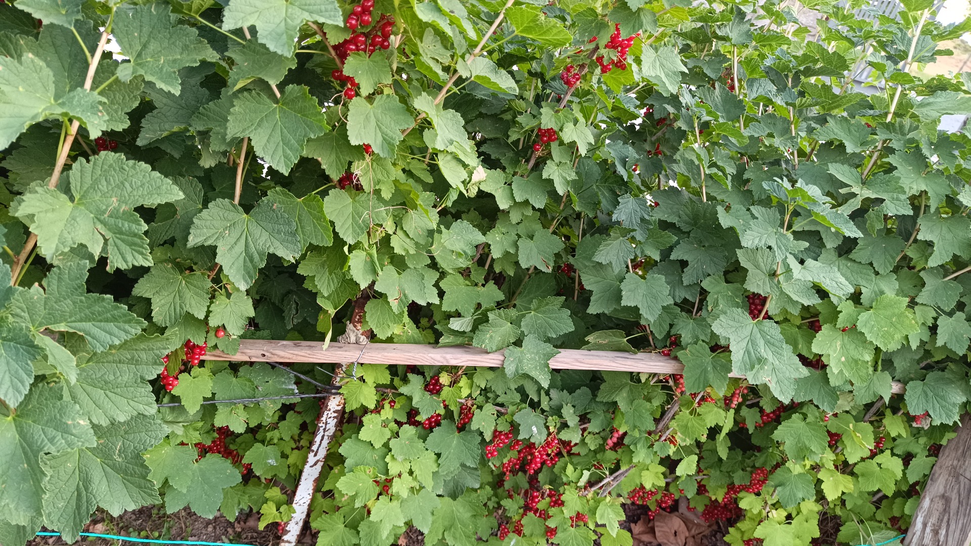 Sprzedaję świeżo zerwane porzeczki czerwone