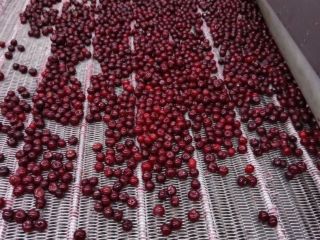 Oferujemy wysokiej jakości mrożone wiśnie z pestkami, produkowane w