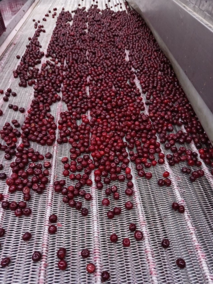 Oferujemy wysokiej jakości mrożone wiśnie z pestkami, produkowane w ekologicznie czystych regionach Uzbekistanu