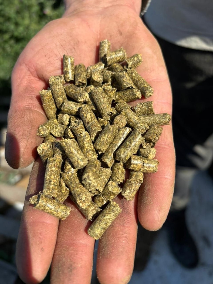 Pellety lucerny to wysokiej jakości pasza dla zwierząt, która powstaje w wyniku prasowania suszonej lucerny