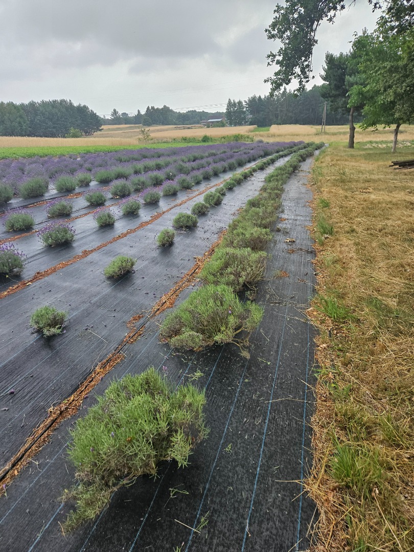 Lawenda scieta lub sam kwiat