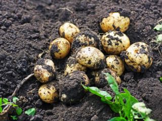 Oberon 15kg -15 Monte Carlo 15kg -20 Irga 15kg-