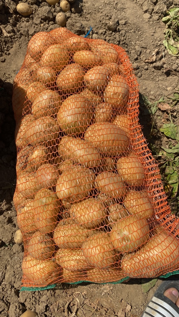 Producent oferuje do sprzedaży białe ZIEMNIAKI w dużych ilościach