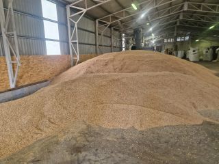 Sprzedam 40 ton certyfikowanego, ekologicznego, niełuskanego orkiszu z zbiorów