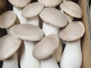 We offer King Oyster mushrooms, different sizes. Please contact