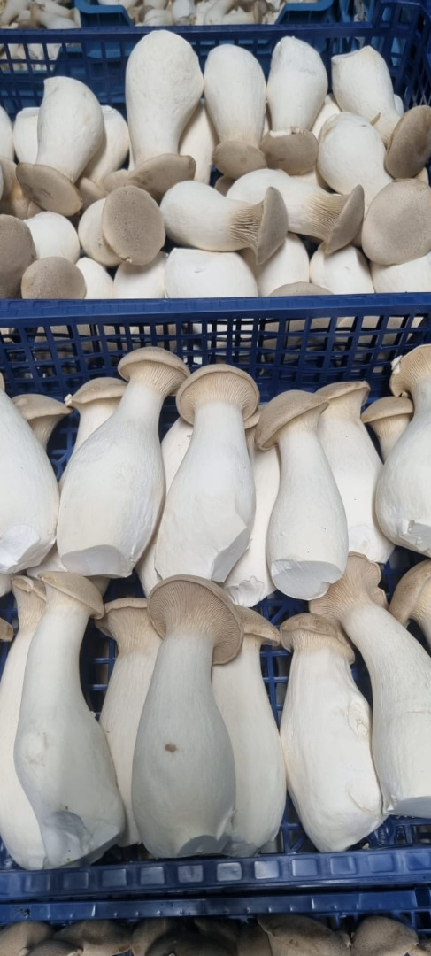We offer King Oyster mushrooms, different sizes