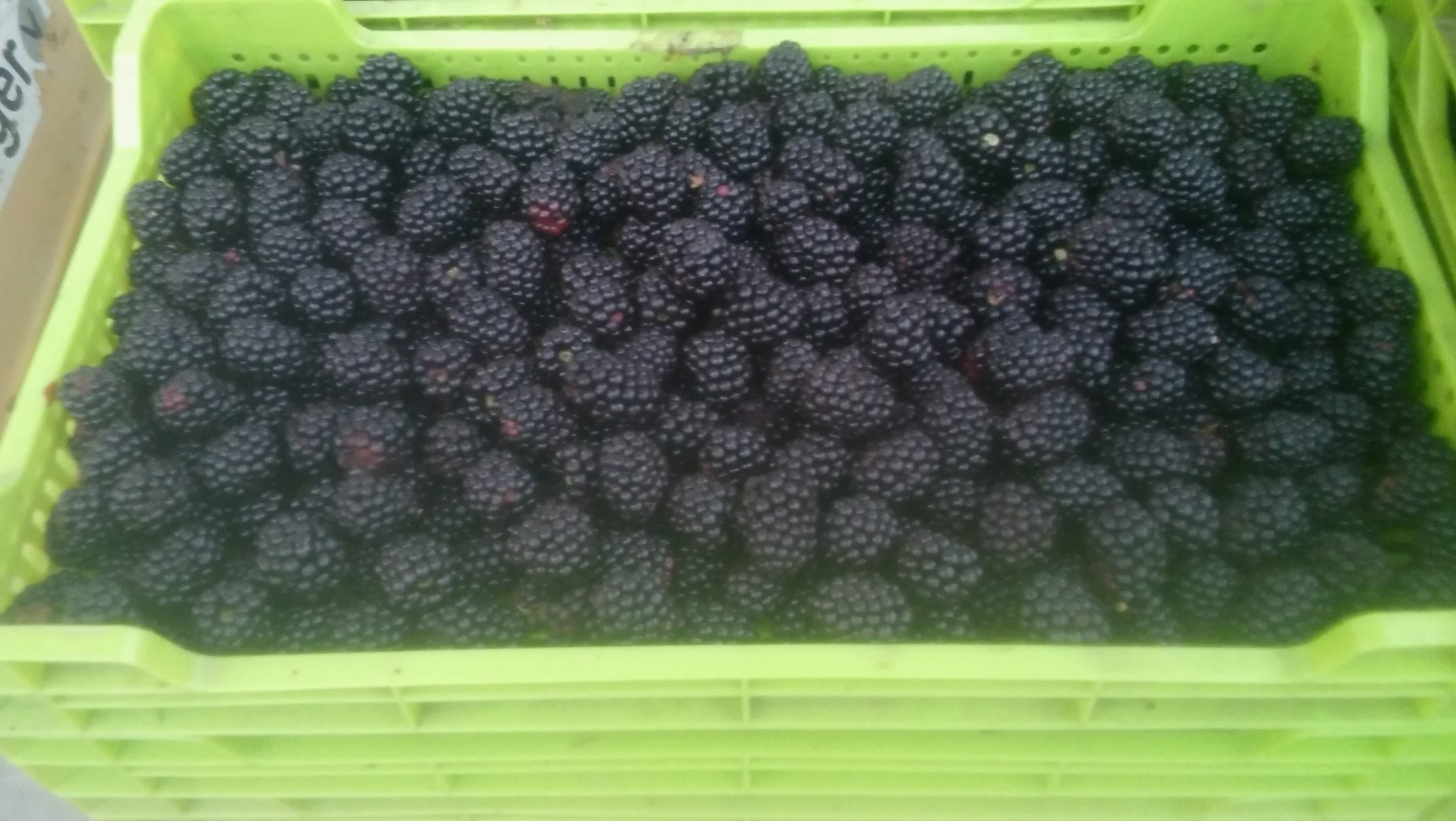 Sprzedam jeżyny słodkie odmiany Tri Krone i Loh Nes, super jakość, świeże lub mrożone w skrzynkach, cena za świeże 2,5 euro, mrożone 3 euro