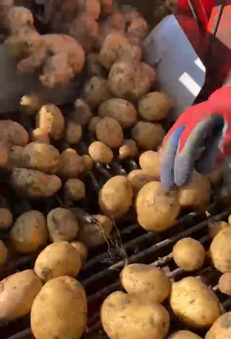 Sprzedaję ziemniaki konsumpcyjne w dużych ilościach, ponad 100 ton na paletę skrzyniową! Ziemniaki są sortowane i mogą być pakowane w big-bagi lub palety