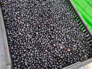 Witam, sprzedam jagodę leśną oczyszczoną na terenie małopolski i