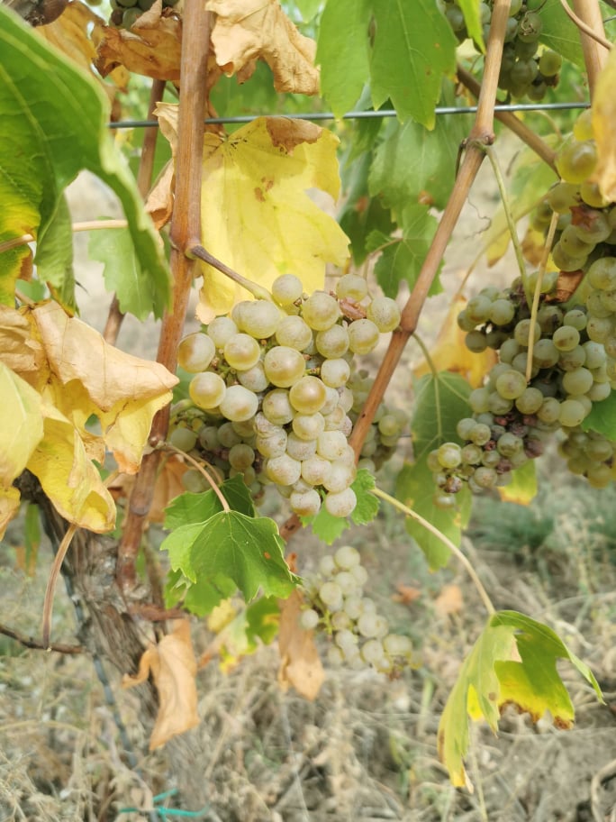 Dobrej jakości węgierskie winogrona Leányka/Dziewczynka (białe, odmiana węgierska), Blauburger, Lemberger, Merlot, Pinot Noir, Pinot Gris, Cabernet sauvignon