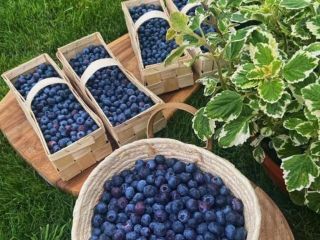 Borówka amerykańska prosto z lokalnej plantacji, ekologiczna, niepryskana
