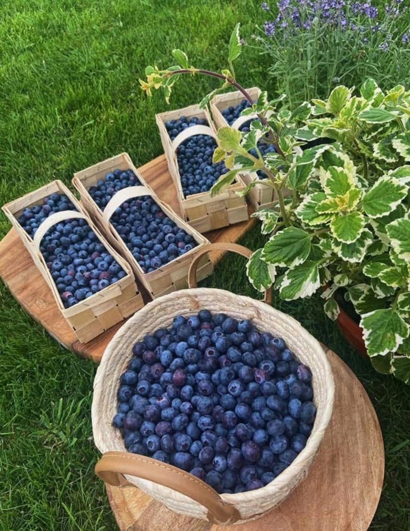 Borówka amerykańska prosto z lokalnej plantacji, ekologiczna, niepryskana