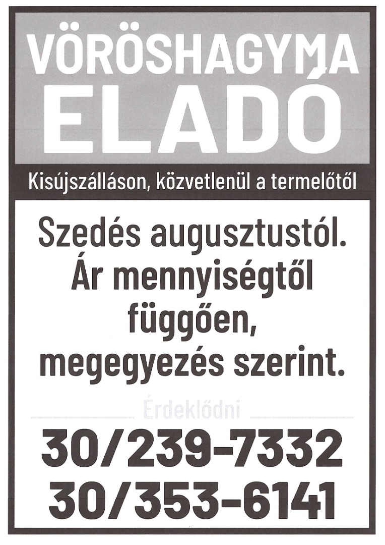 H: Sezonowa, świeżo zbierana czerwona cebula na sprzedaż bezpośrednio od producenta w Kisújszállás, komitat Jász-Nagykun-Szolnok