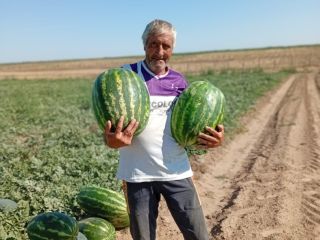 Sprzedam arbuzy odmiany Lusitana Arashan i Morgan, słodkie i