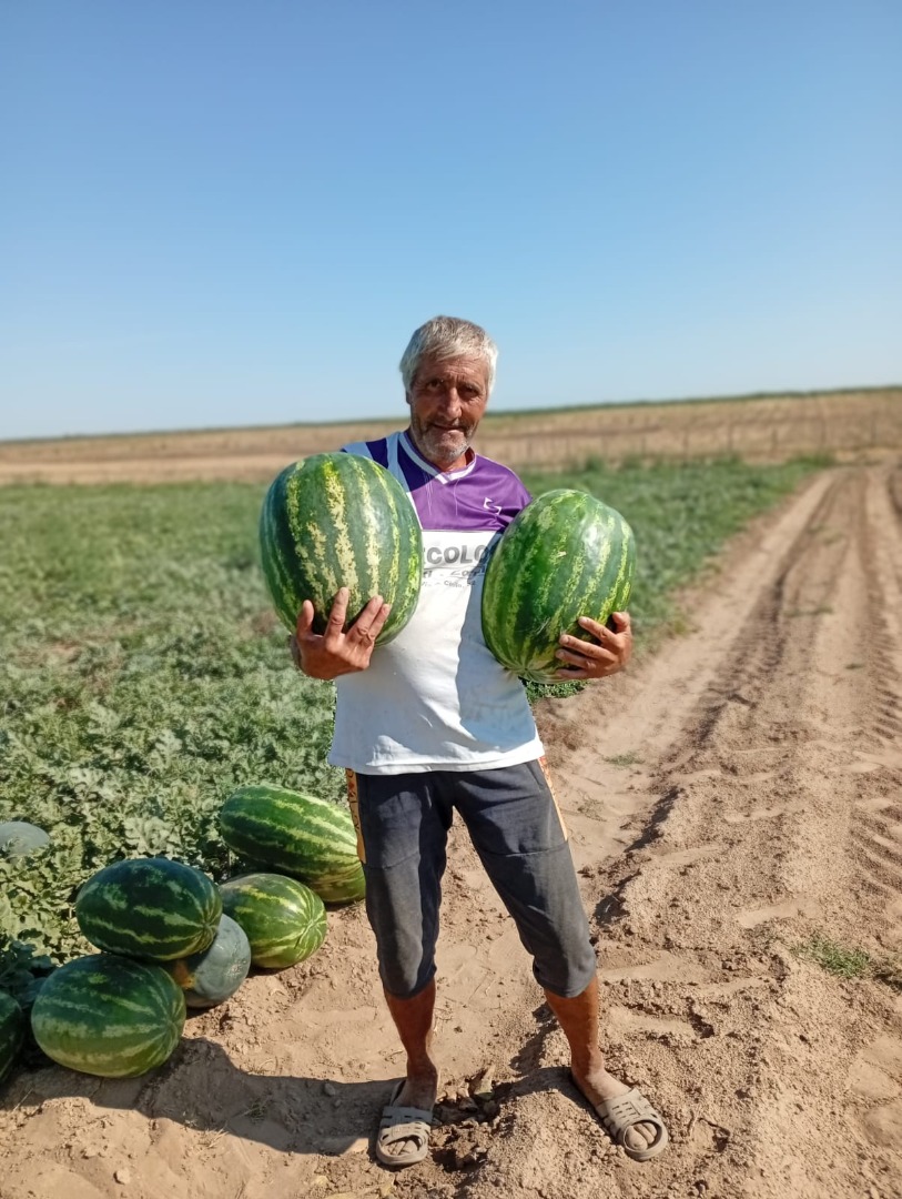 Sprzedam arbuzy odmiany Lusitana Arashan i Morgan, słodkie i soczyste, można nas znaleźć w Daneti, powiat Dolj, dostępne duże ilości, 100 ton od 10 kg do 22