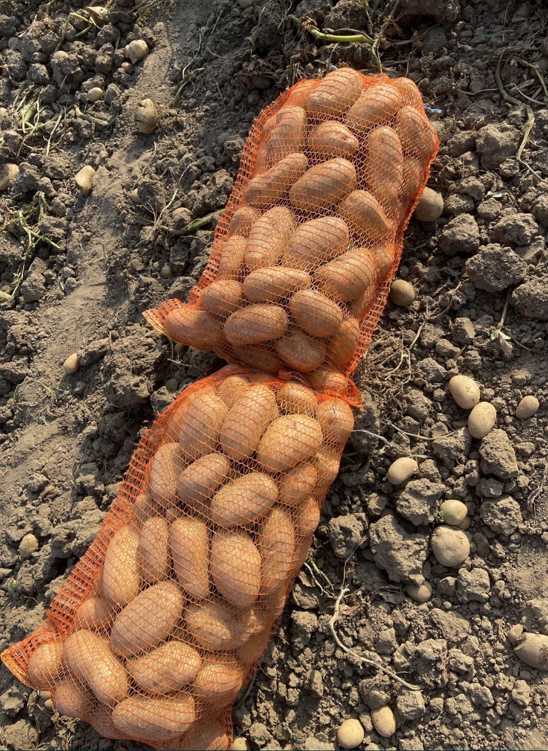 Ziemniaki sprzedawane są hurtowo w paletach o wadze netto 25 kg lub w big-bagach 1000 kg