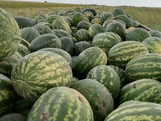 Sprzedawca: Lukijan Lazarov Pivnice, gmina Bačka Palanka, Serbia –