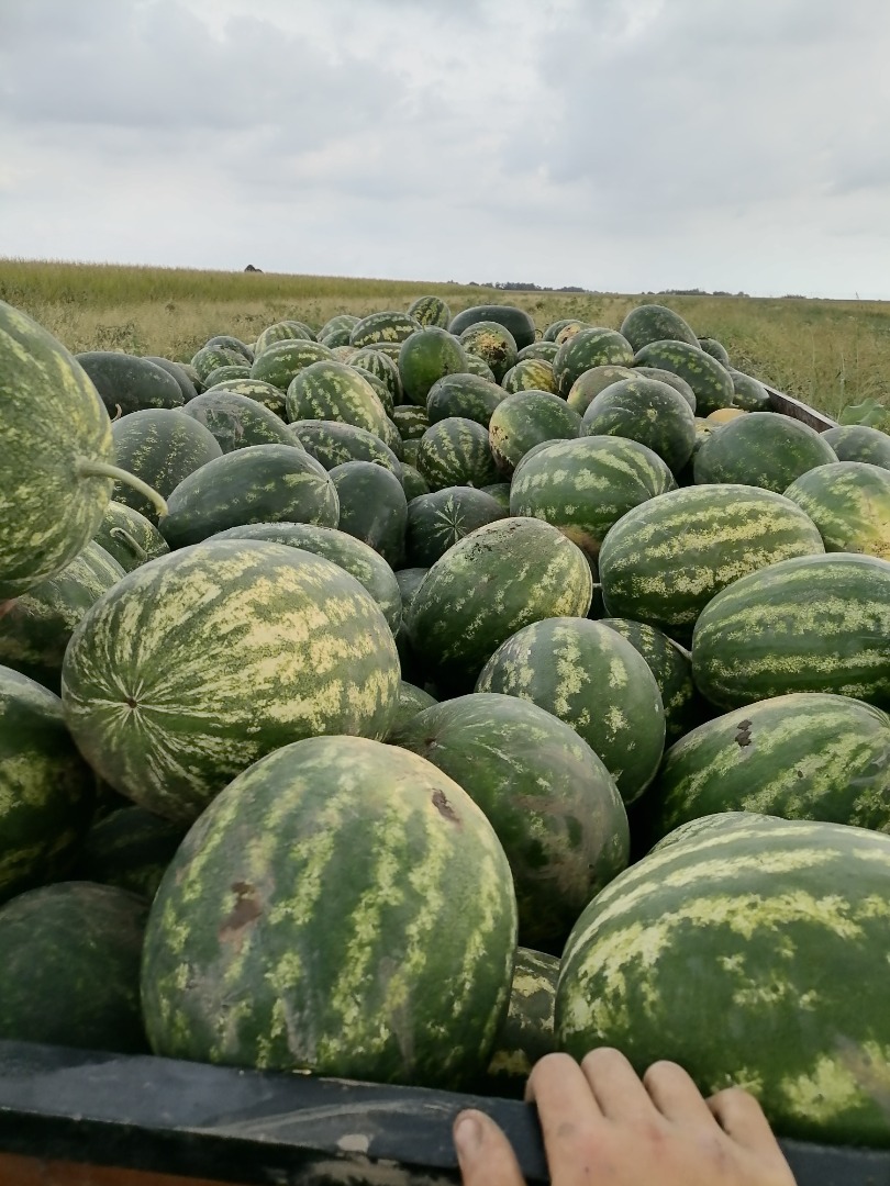 Sprzedawca: Lukijan Lazarov Pivnice, gmina Bačka Palanka, Serbia – położona w sercu regionu Bačka +[numer telefonu] O nas: Jesteśmy rodzinnym przedsiębiorstwem