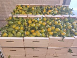 Mamy mandarynki satsuma (Iwasaki, okitsu, satsuma). Zbierane są jako