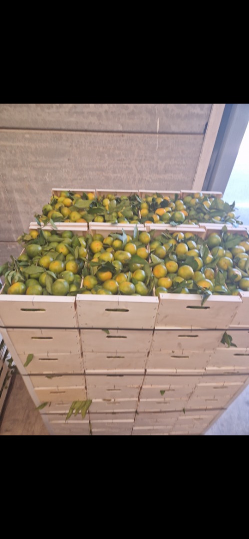Mamy mandarynki satsuma (Iwasaki, okitsu, satsuma)