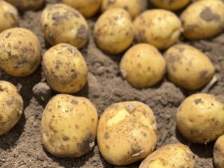 Zapraszamy do zakupu świeżych, polskich ziemniaków z naszego gospodarstwa.