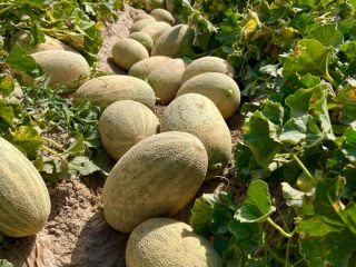 Oferujemy szeroki asortyment produktów spożywczych: świeże arbuzy, słodkie melony,
