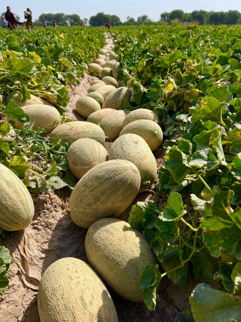 Oferujemy szeroki asortyment produktów spożywczych: świeże arbuzy, słodkie melony, aromatyczną kawę, naturalne suszone owoce i inne wysokiej jakości produkty