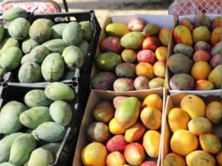 Sprzedaję egipskie mango, najlepsze na świecie. Bezpośrednio od producentów.