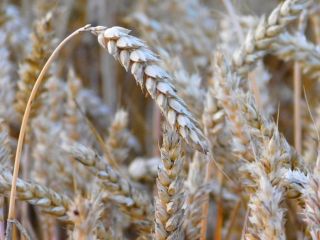 Pszenica spożywcza, luzem, białko 15+, gluten 33+, kg/hl 780-820.