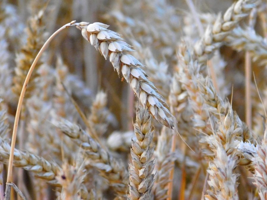 Pszenica spożywcza, luzem, białko 15+, gluten 33+, kg/hl 780-820