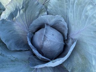 Seller: Marcin Skrzypek Krakow, Poland ⸻ ✅ Red cabbage