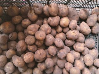Mam na sprzedaż 5 ton ziemniaków. Odmiana Redsonia i