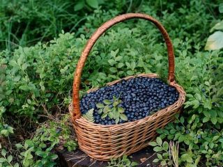 Sprzedam jagode gorska, swieza. Codzienny zbior, czysta, przebrana ilosc