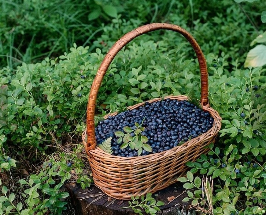 Sprzedam jagode gorska, swieza