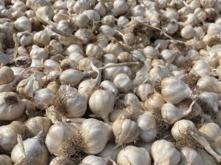 Duży czosnek 1,7 lej Mały czosnek 1,3 lej Przy