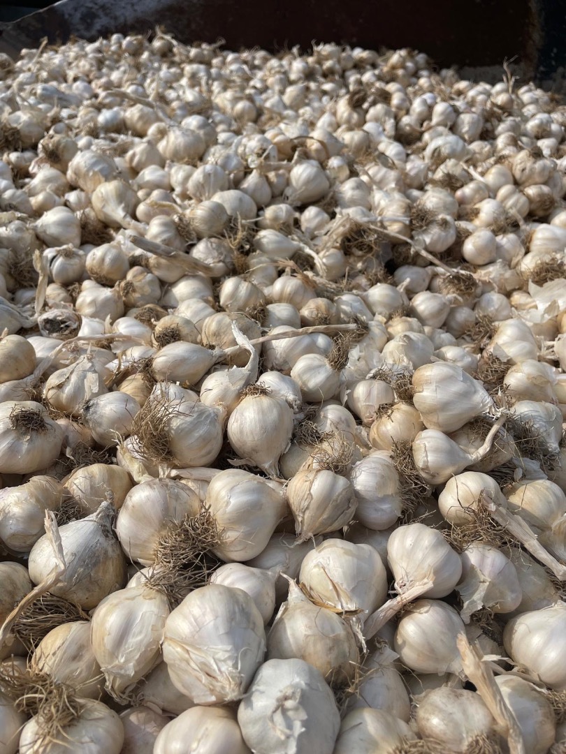 Duży czosnek 1,7 lej Mały czosnek 1,3 lej Przy większych ilościach cena podlega negocjacji, zapewniamy transport