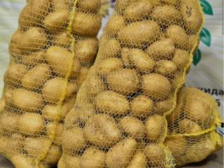 ❗️❗️❗️Witam, sprzedam ziemniaki Soraya od producenta. Posiadam ilość! tel.