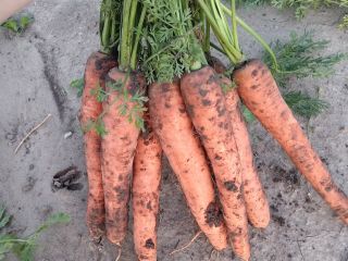 Sprzedam marchew kal. 4+, zdrowa, długa, ilości tirowe, kopana