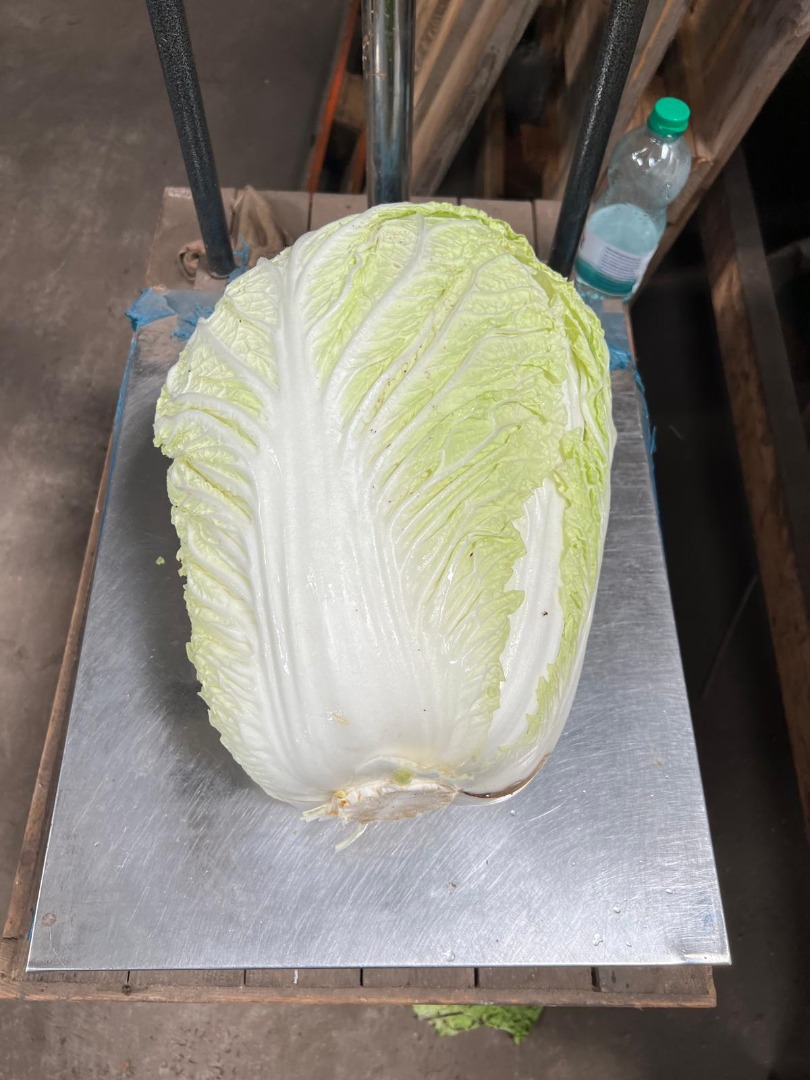 Mam na sprzedaż kapustę pekińską przemysłową, od 2 kg do 5 kg