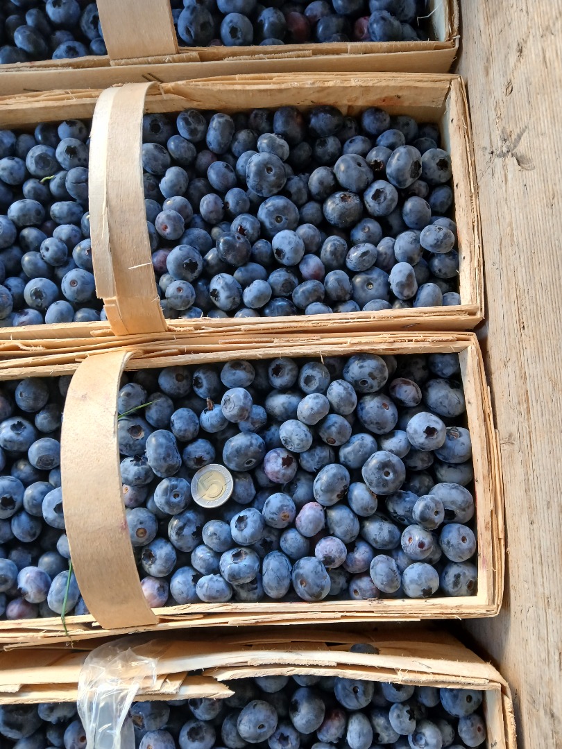 Witam, dzisiaj popołudniu będę miał na sprzedaż 200 koszyków po 3 kg borówki odmiana chendler