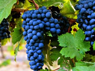 Wyselekcjonowaliśmy winogrona Primitivo, Falanghina i Aglianico, uprawiane ekologicznie, idealne