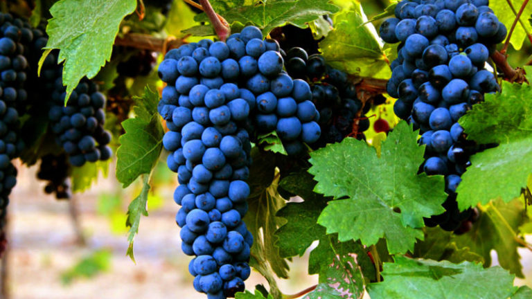 Wyselekcjonowaliśmy winogrona Primitivo, Falanghina i Aglianico, uprawiane ekologicznie, idealne do produkcji Falerno del Massico DOC